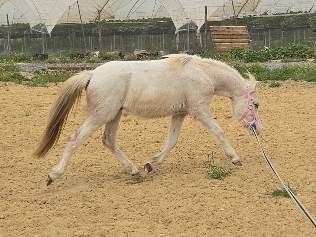 Puledro Welsh Poney (Sezione A) In vendita 2024 Grigio
