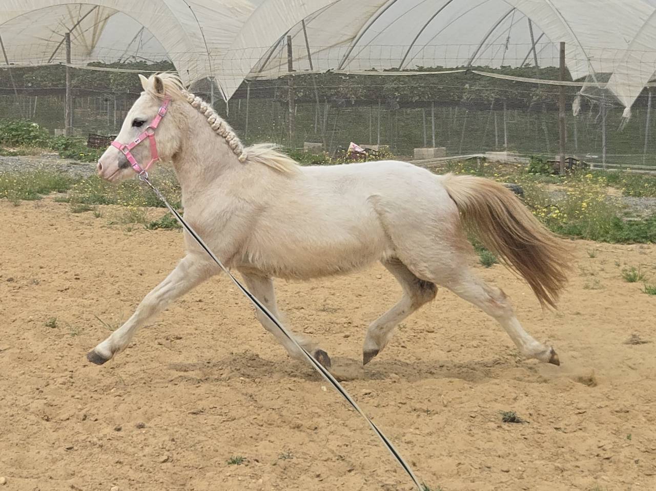 Puledro Welsh Poney (Sezione A) In vendita 2024 Grigio