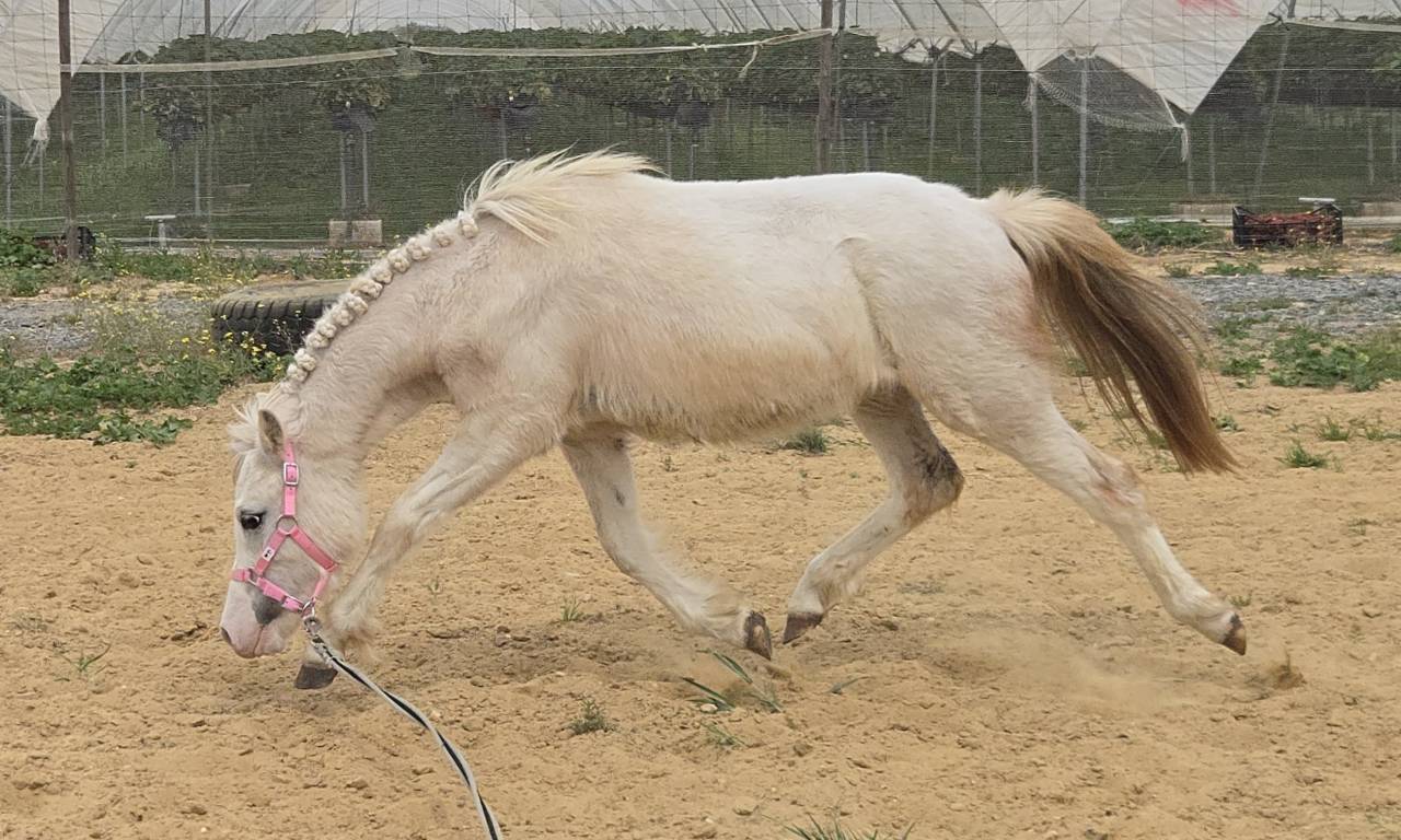 Puledro Welsh Poney (Sezione A) In vendita 2024 Grigio