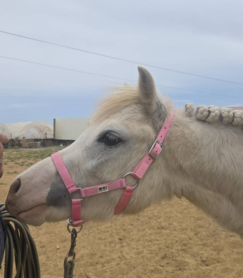 Puledro Welsh Poney (Sezione A) In vendita 2024 Grigio