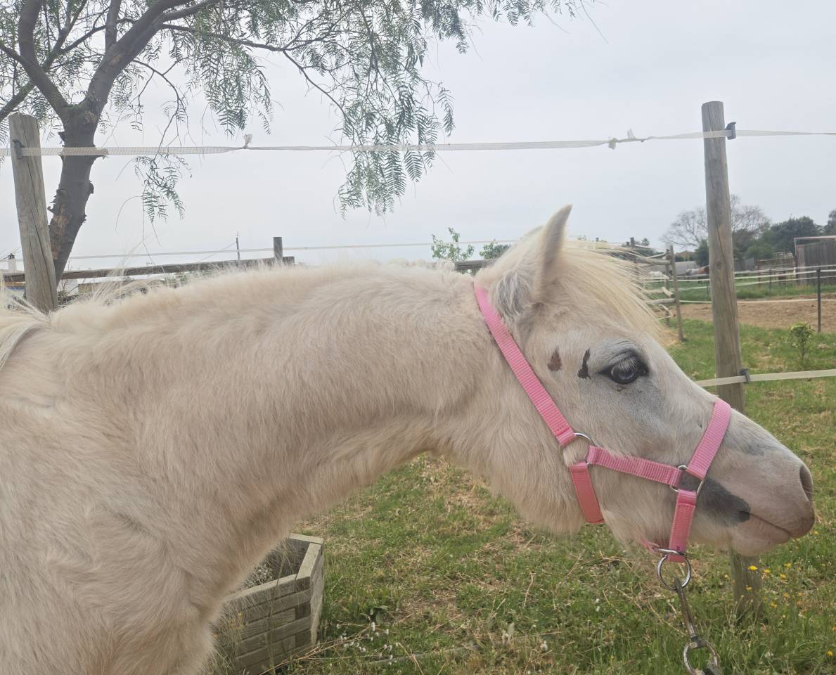 Puledro Welsh Poney (Sezione A) In vendita 2024 Grigio