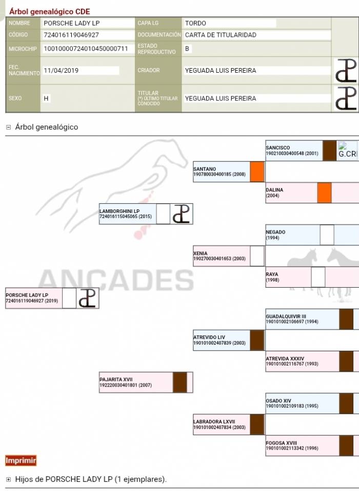 Cavalla CDE Caballo Deporte Espanol In vendita 2019 Grigio
