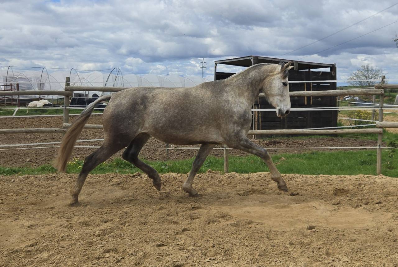 Cavalla CDE Caballo Deporte Espanol In vendita 2019 Grigio