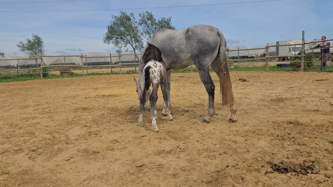 Cavalla CDE Caballo Deporte Espanol In vendita 2019 Grigio