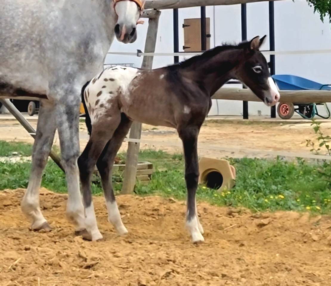 Cavalla CDE Caballo Deporte Espanol In vendita 2019 Grigio