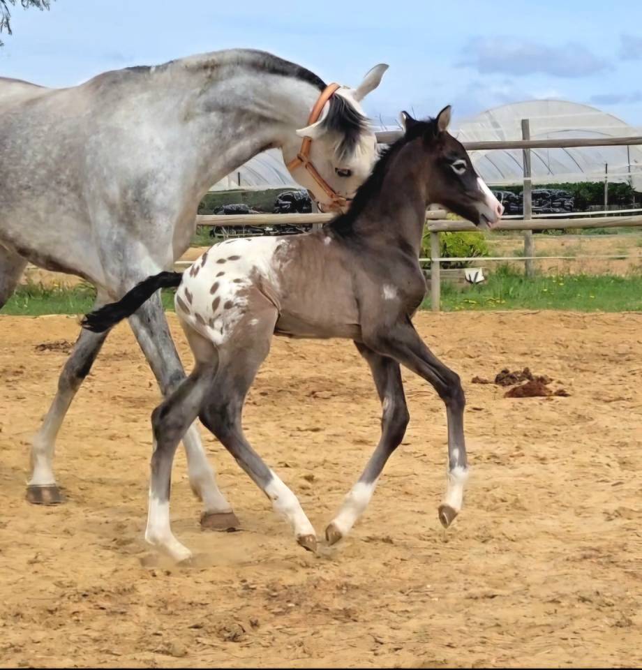 Cavalla CDE Caballo Deporte Espanol In vendita 2019 Grigio