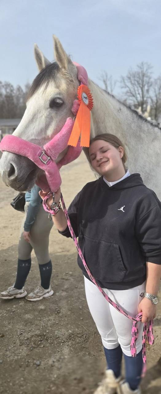 Castrone KWPN Cavallo da Sport Neerlandese In vendita 2016 Grigio