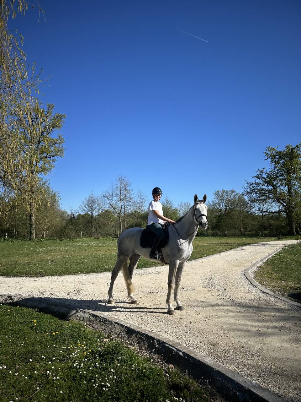 Castrone Cavallo da Sport Irlandese In vendita 2022 Grigio ,  Don vhp z