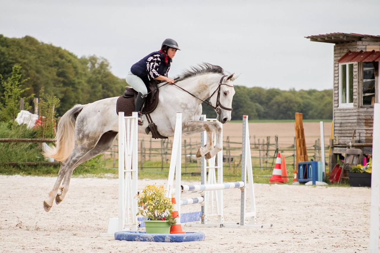 Castrone Cavallo da Sport Irlandese In vendita 2022 Grigio ,  Don vhp z