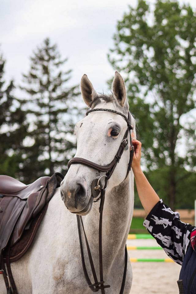 Castrone Cavallo da Sport Irlandese In vendita 2022 Grigio ,  Don vhp z