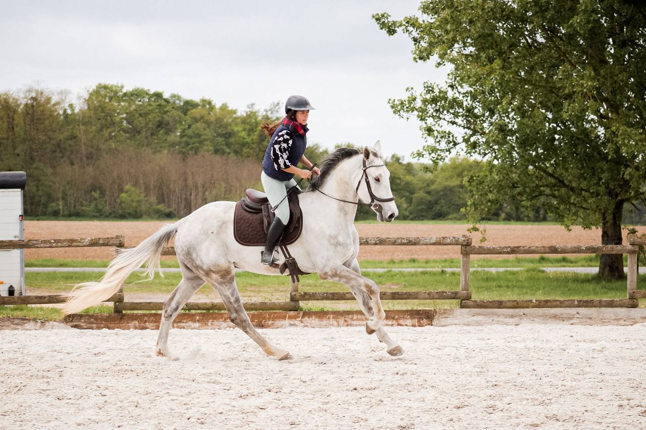 Castrone Cavallo da Sport Irlandese In vendita 2022 Grigio ,  Don vhp z