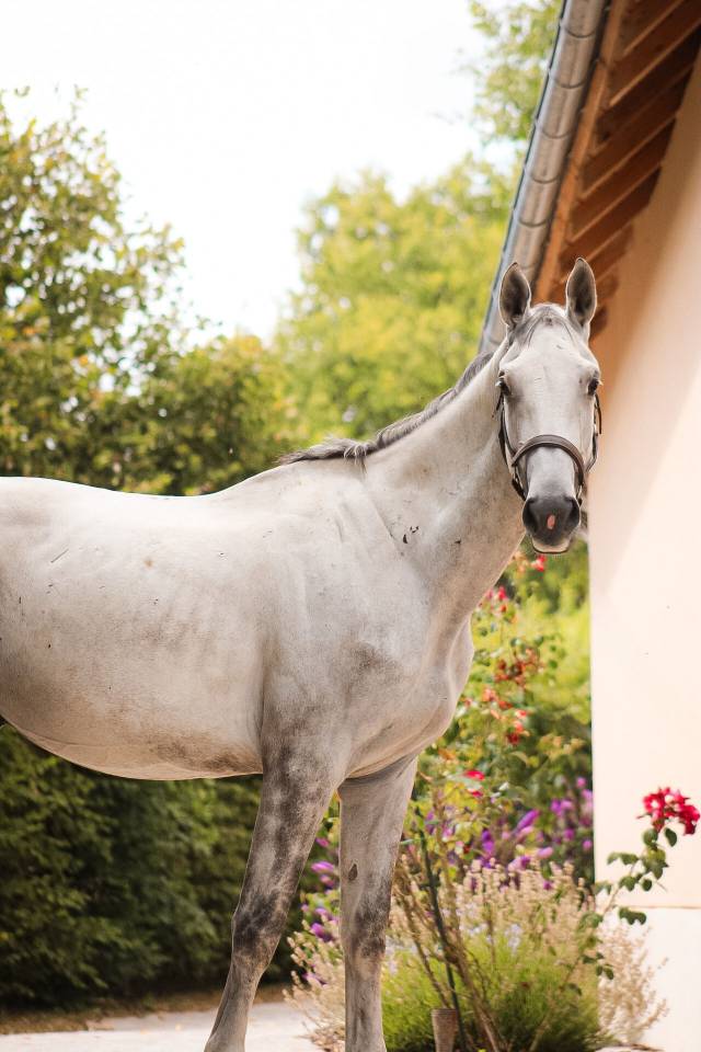 Castrone Cavallo da Sport Irlandese In vendita 2022 Grigio ,  Don vhp z
