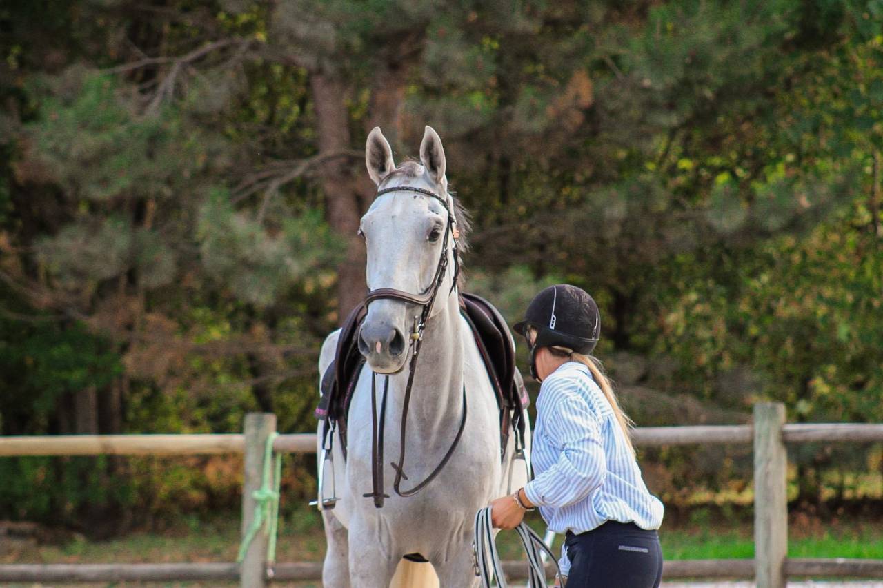 Castrone Cavallo da Sport Irlandese In vendita 2022 Grigio ,  Don vhp z