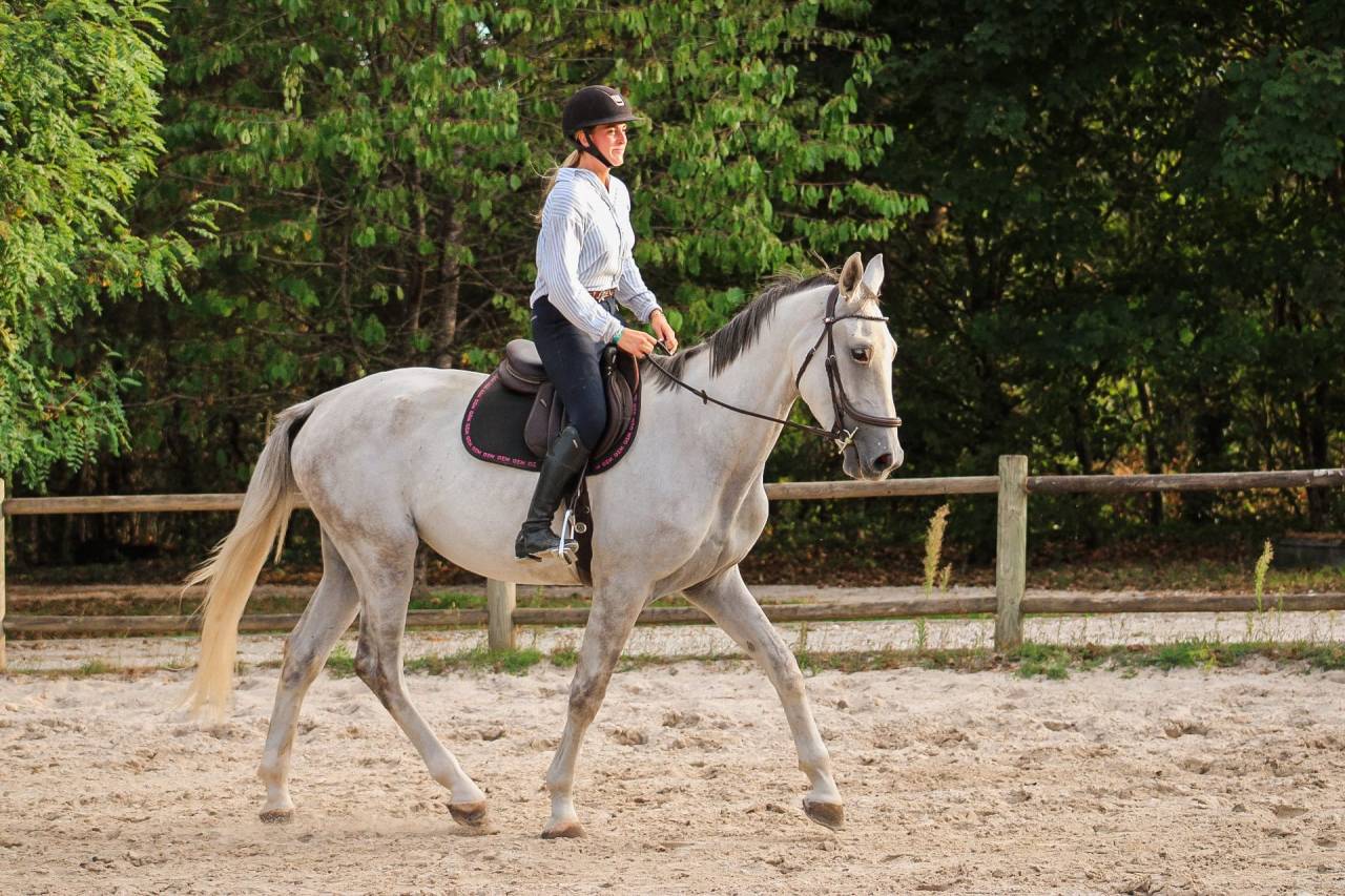 Castrone Cavallo da Sport Irlandese In vendita 2022 Grigio ,  Don vhp z