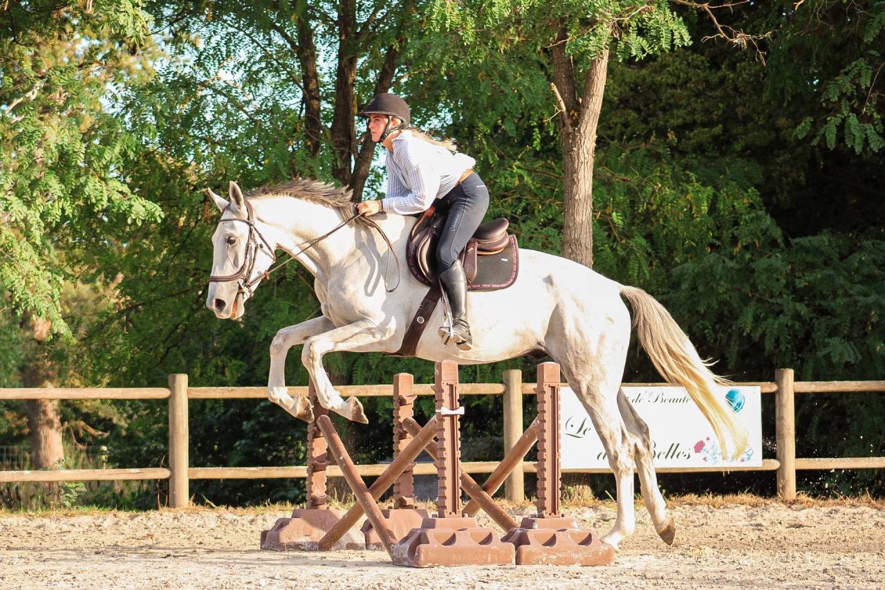 Castrone Cavallo da Sport Irlandese In vendita 2022 Grigio ,  Don vhp z