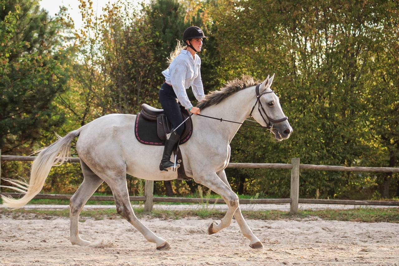 Castrone Cavallo da Sport Irlandese In vendita 2022 Grigio ,  Don vhp z