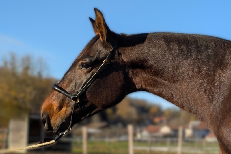 Cavalla PRE Andaluso In vendita 2021 Baio ,  DUQUE MP