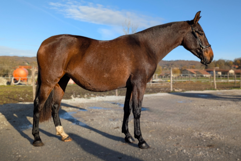 Cavalla PRE Andaluso In vendita 2021 Baio ,  DUQUE MP