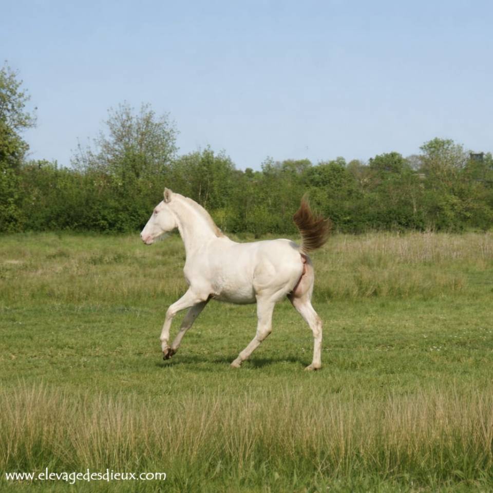 Puledra Creme In vendita 2025 Crema ,  ICE DREAM ONE