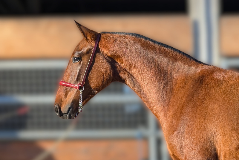 Cavalla PRE Andaluso In vendita 2024 Baio ,  RECLAMO VI 