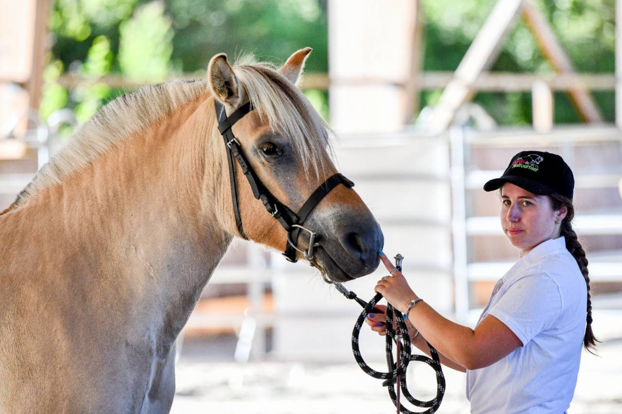 Cavalla Fjord In vendita 2022 Isabella