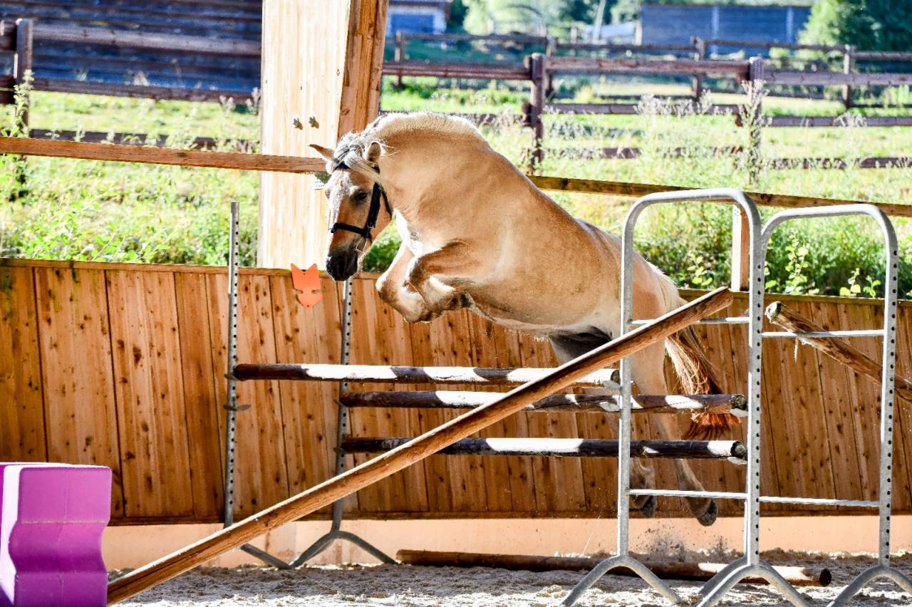 Cavalla Fjord In vendita 2022 Isabella