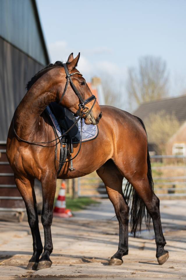 Cavalla KWPN Cavallo da Sport Neerlandese In vendita 2022 Scuro ,  Giano