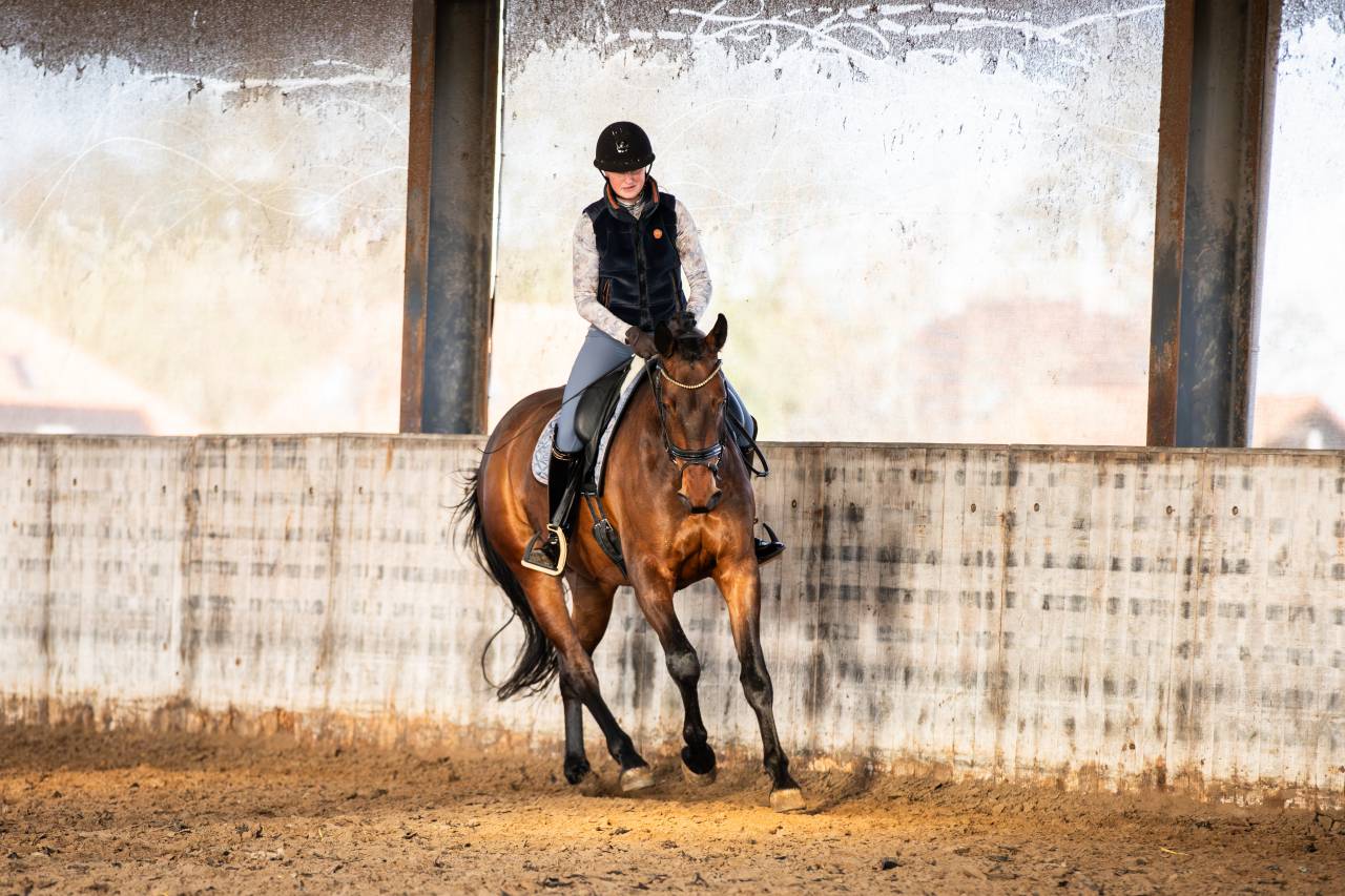 Cavalla KWPN Cavallo da Sport Neerlandese In vendita 2022 Scuro ,  Giano