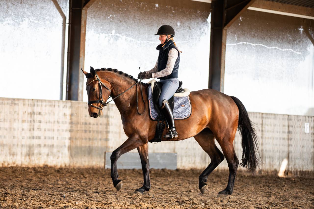 Cavalla KWPN Cavallo da Sport Neerlandese In vendita 2022 Scuro ,  Giano
