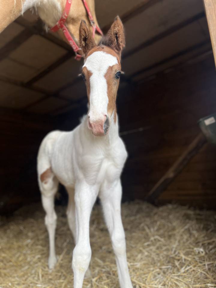 Puledro Sella Francese In vendita 2026 Pezzato