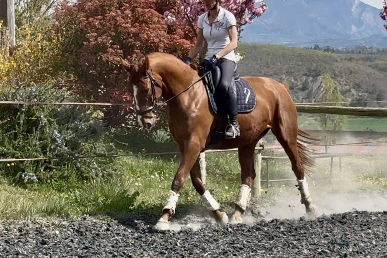 Cavalla Sella Francese In vendita 2021 Sauro ,  asti spumante