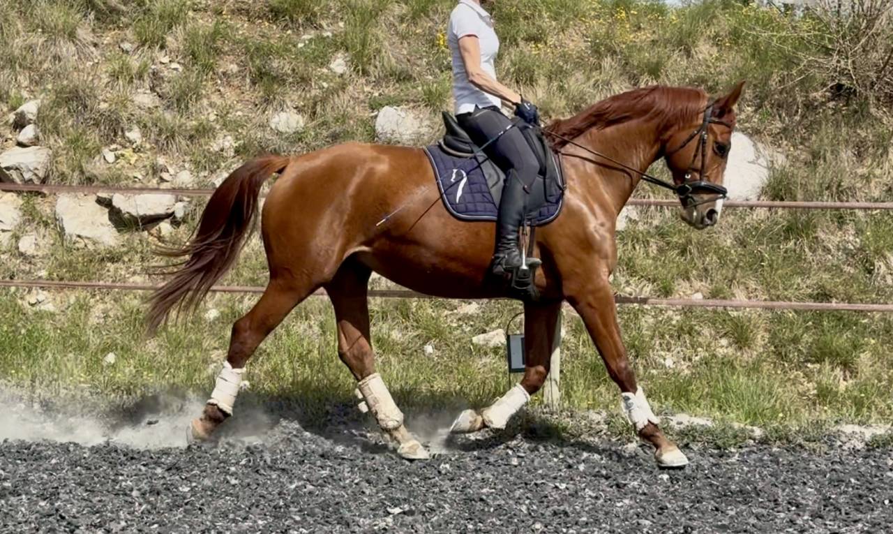 Cavalla Sella Francese In vendita 2021 Sauro ,  asti spumante