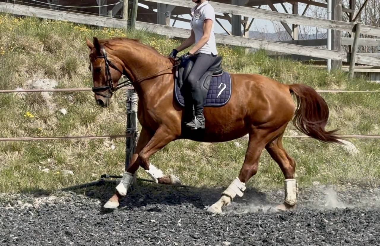 Cavalla Sella Francese In vendita 2021 Sauro ,  asti spumante