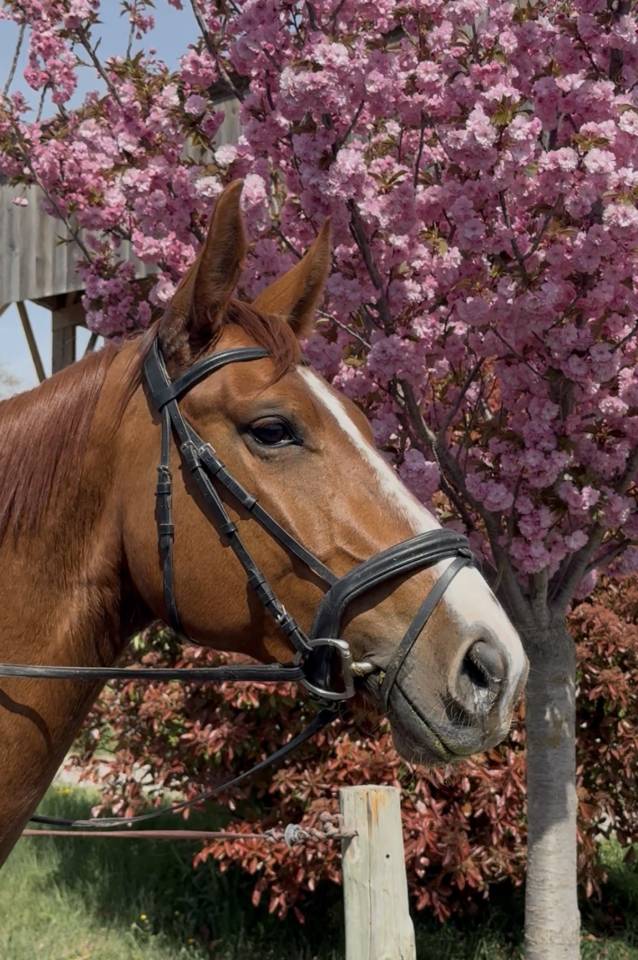 Cavalla Sella Francese In vendita 2021 Sauro ,  asti spumante