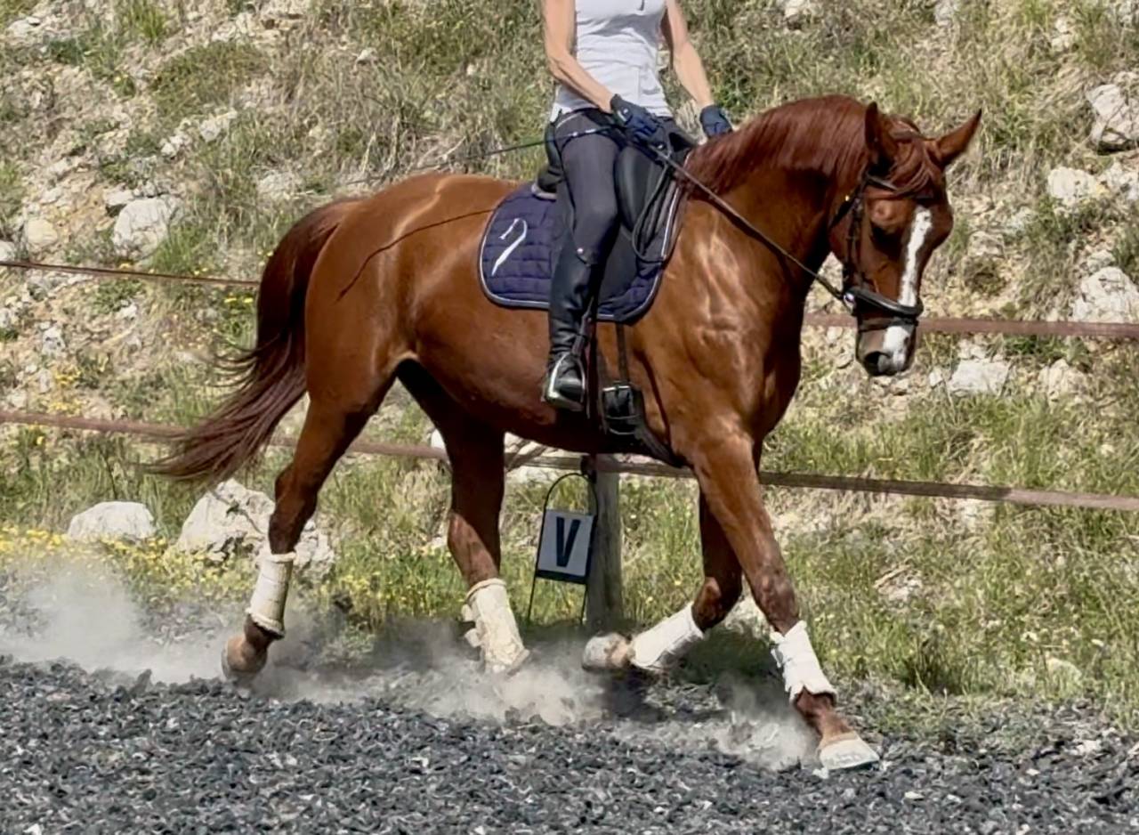 Cavalla Sella Francese In vendita 2021 Sauro ,  asti spumante