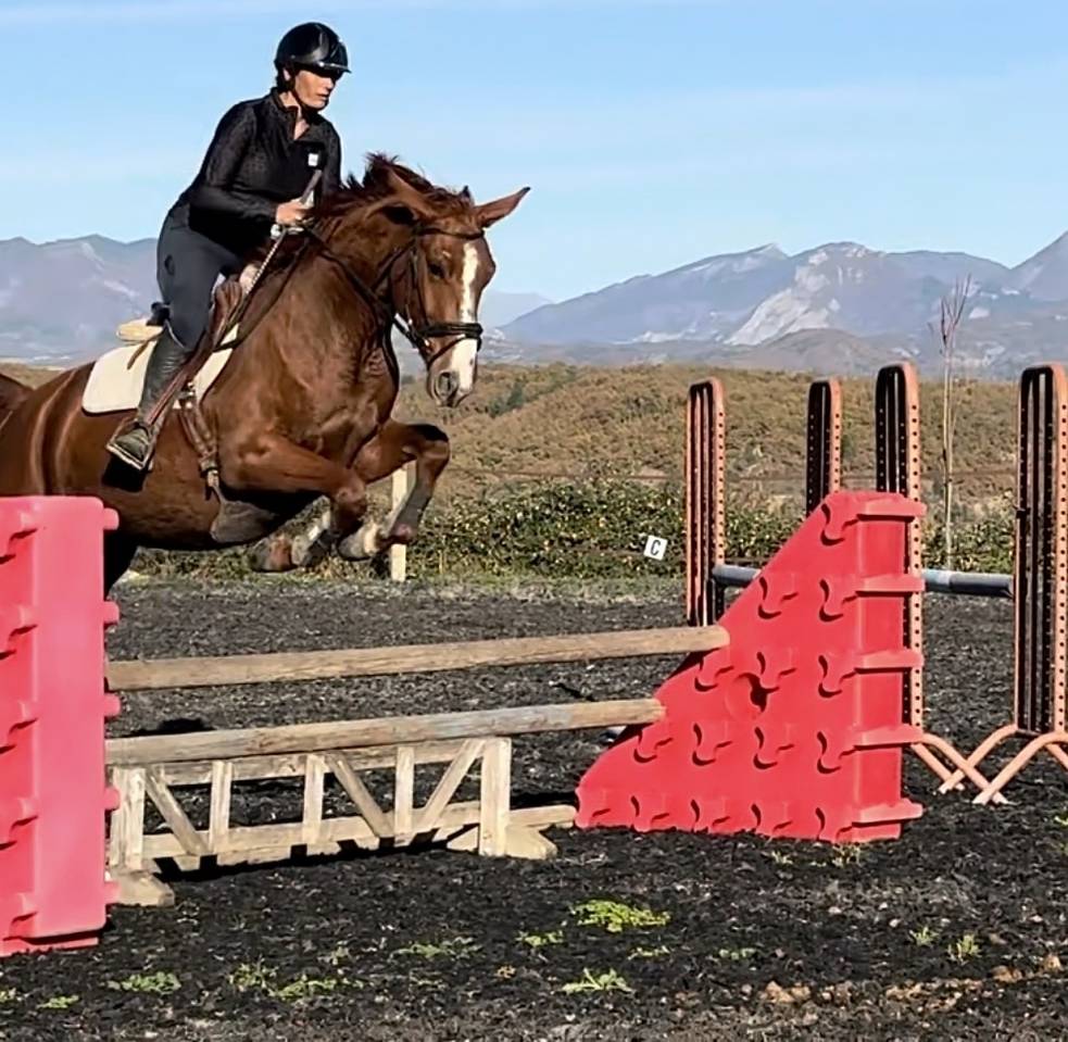 Cavalla Sella Francese In vendita 2021 Sauro ,  asti spumante