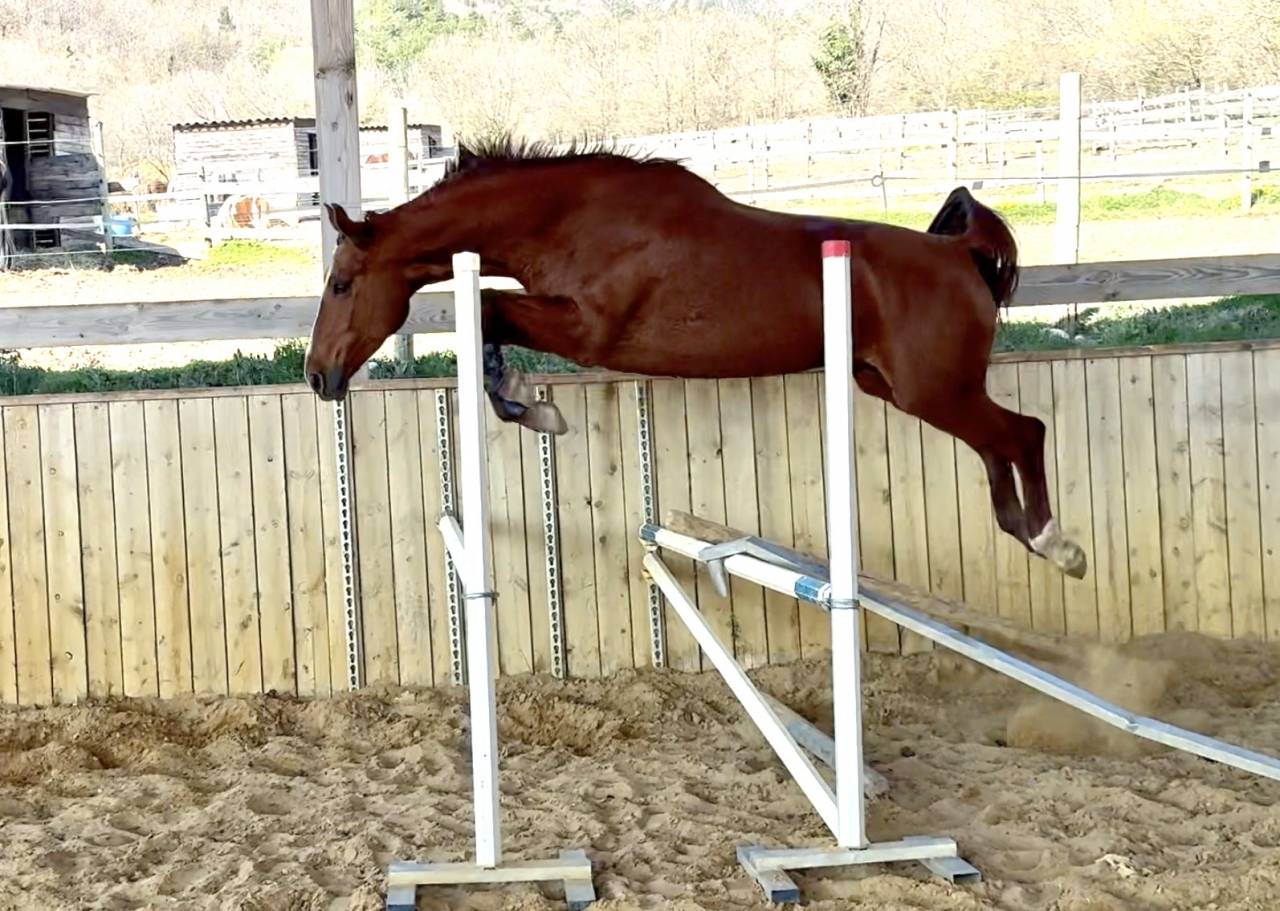 Cavalla Sella Francese In vendita 2021 Sauro ,  asti spumante