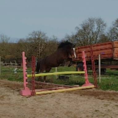 Cavalla Connemara In vendita 2021 Baio ,  TITUS DE LIAF