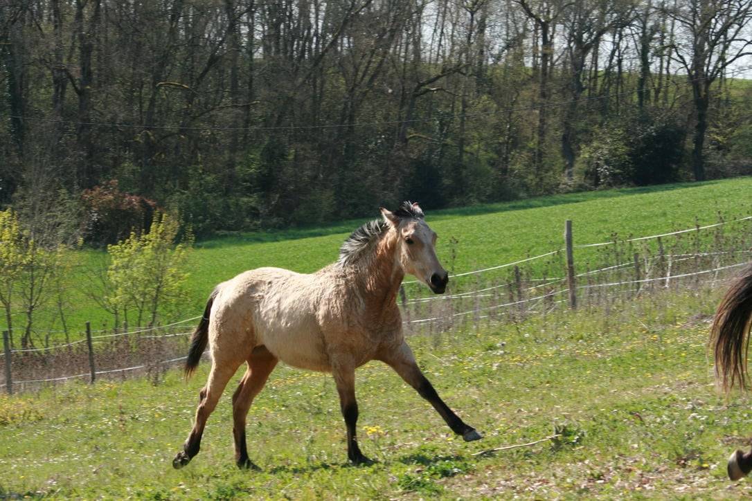 Puledra Creme In vendita 2025 Isabella ,  ICE DREAM ONE