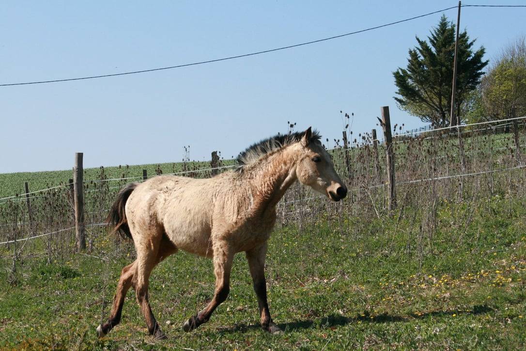 Puledra Creme In vendita 2025 Isabella ,  ICE DREAM ONE