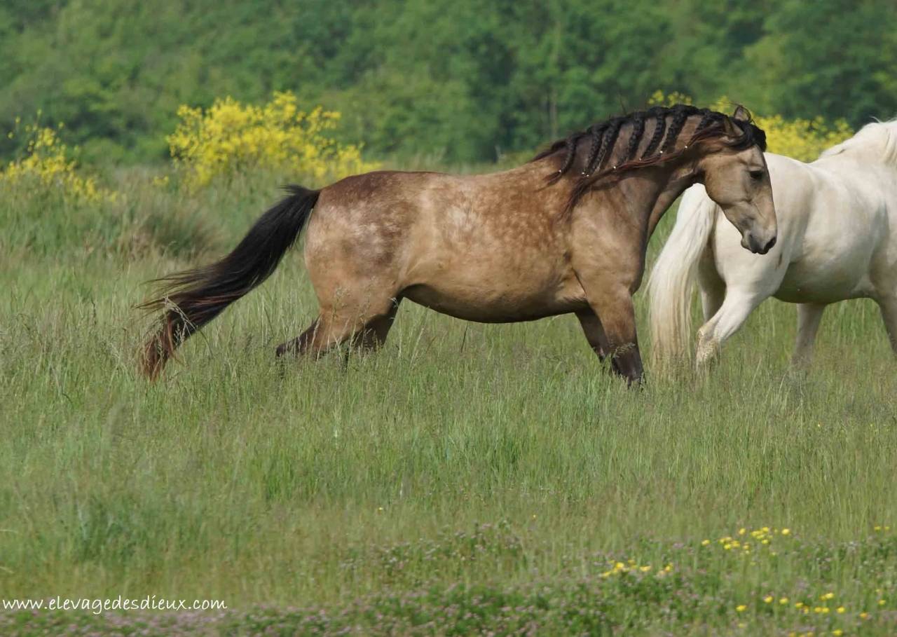 Puledra Creme In vendita 2025 Isabella ,  ICE DREAM ONE