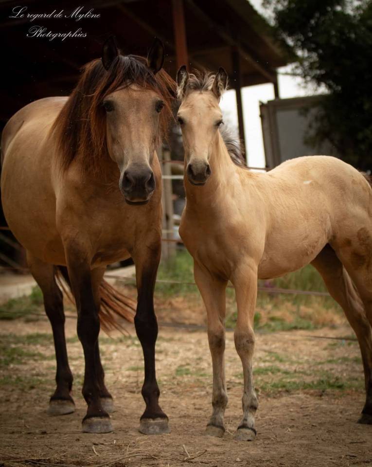 Puledra Creme In vendita 2025 Isabella ,  ICE DREAM ONE