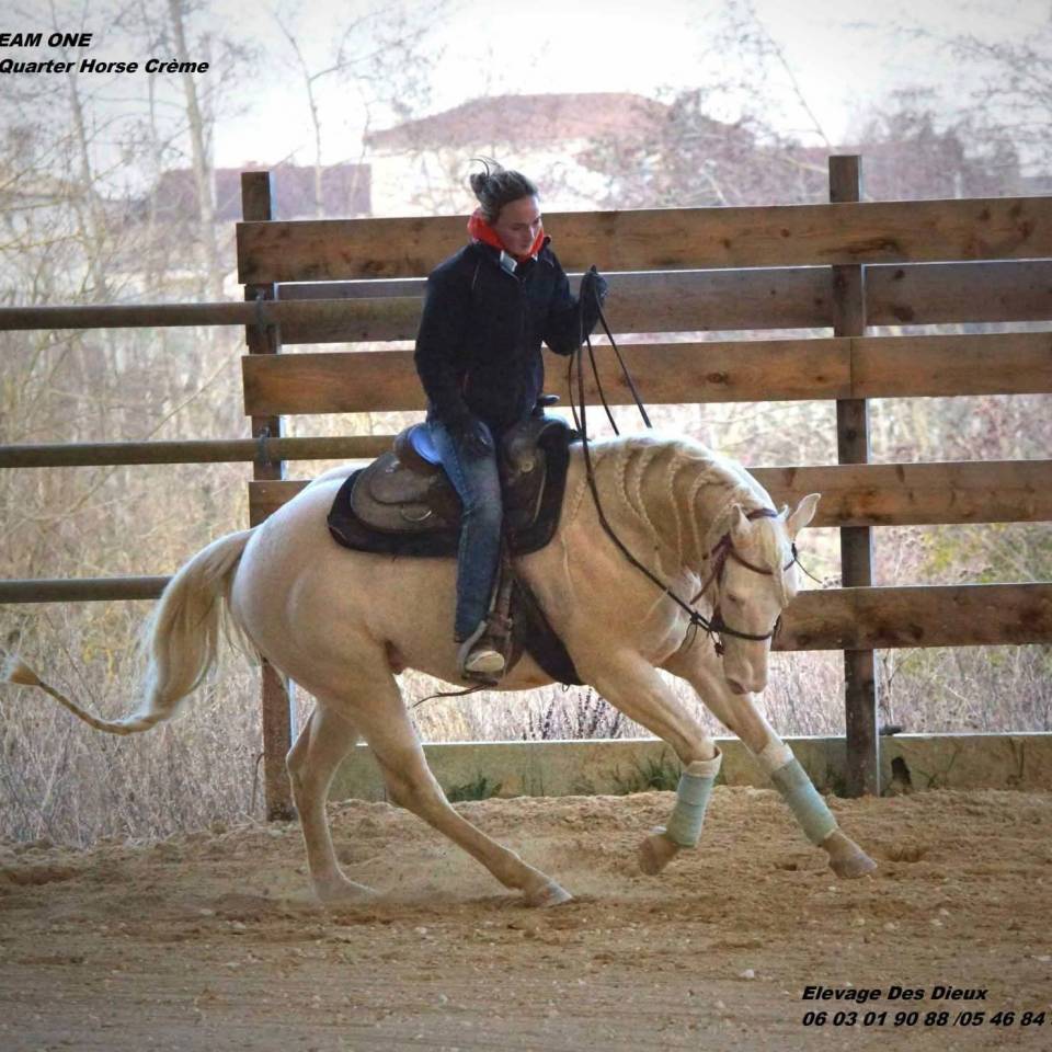 Puledra Creme In vendita 2025 Isabella ,  ICE DREAM ONE