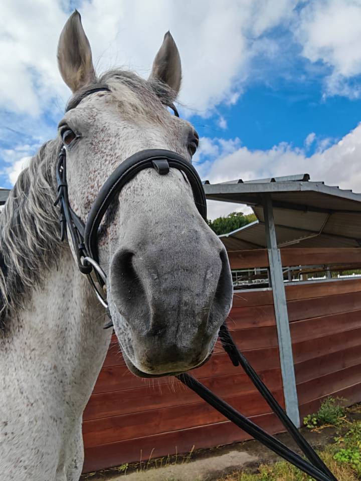 Intero PRE Andaluso In vendita 2014 Grigio