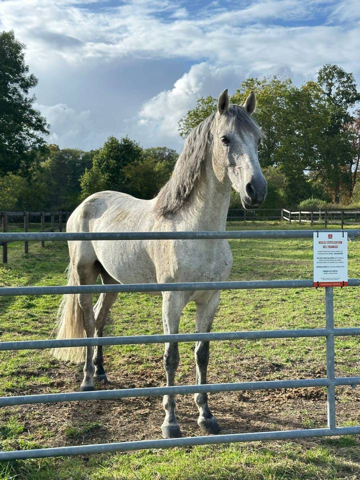 Intero PRE Andaluso In vendita 2014 Grigio