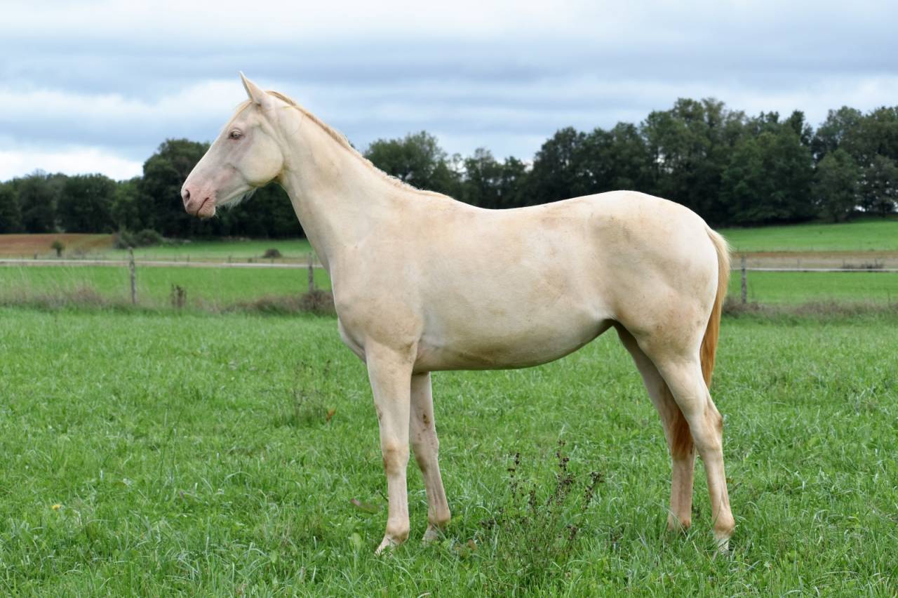 Cavalla Sella Francese In vendita 2024 Perlino