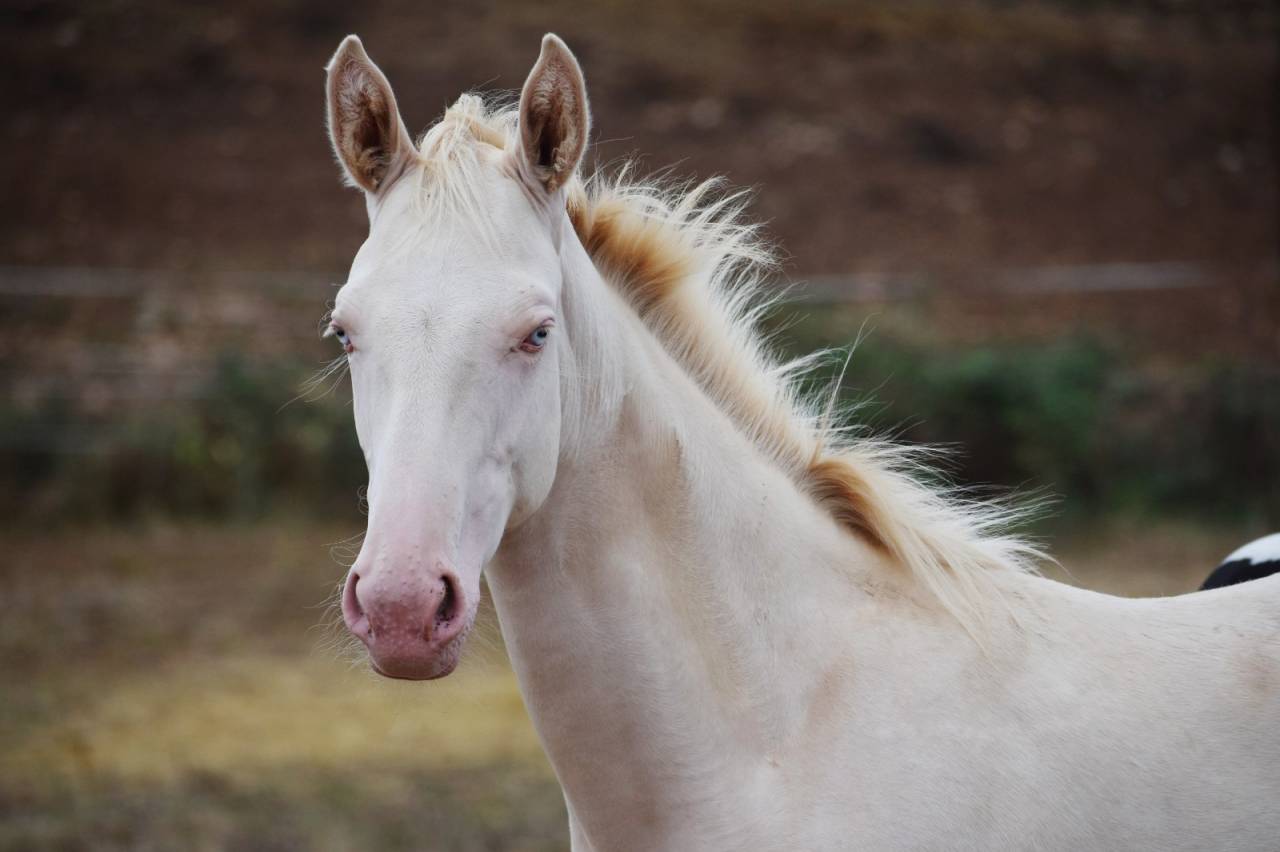 Cavalla Sella Francese In vendita 2024 Perlino