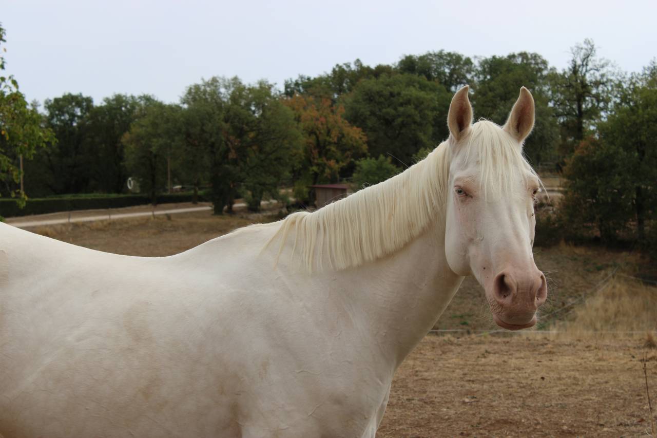 Cavalla Sella Francese In vendita 2024 Perlino