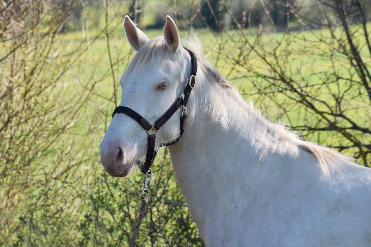 Cavalla Sella Francese In vendita 2024 Perlino