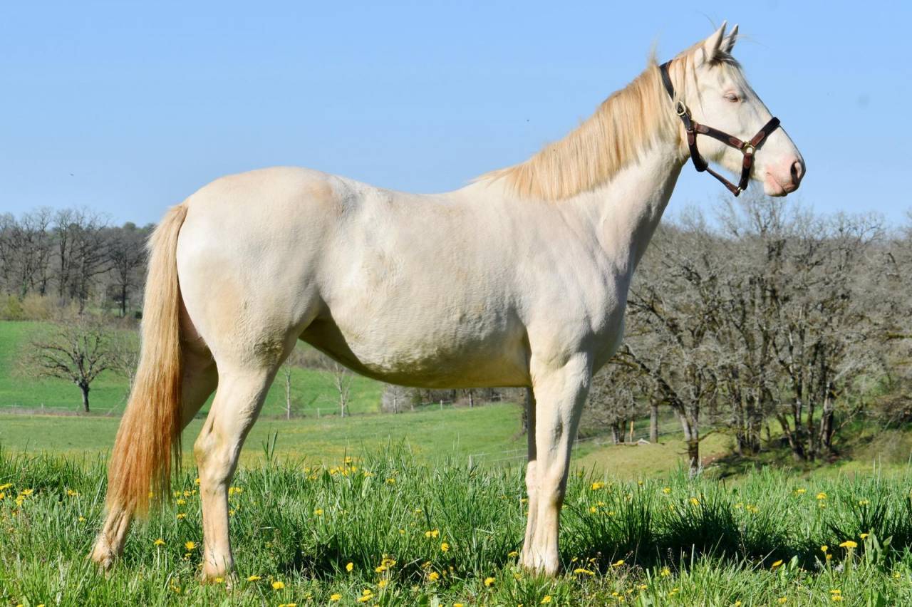 Cavalla Sella Francese In vendita 2024 Perlino